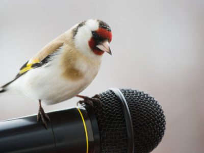 Our-List-Of-Top-39-Songs-About-Animals